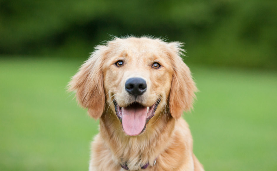 Dog hot sale species name